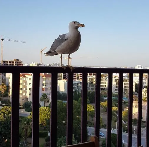 Apartment Da Rocha Confort *